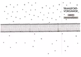 Vorschau - Aufgabenkarten - Klappkarte Membrantransport Inkl. Digitaler Klappkarte - Seite 1