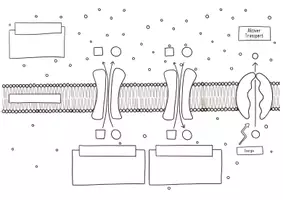 Vorschau - Aufgabenkarten - Klappkarte Membrantransport Inkl. Digitaler Klappkarte - Seite 2