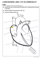 Vorschau - Arbeitsblätter - Biologie: Herz und sein Blutkreislauf (Humanbiologie) - Deckblatt