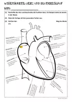 Vorschau - Arbeitsblätter - Biologie: Herz und sein Blutkreislauf (Humanbiologie) - Seite 2