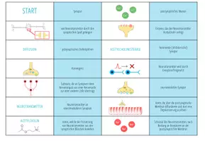 Vorschau - Spiele - Synapsen - Domino Spiel (Abitur) - Seite 2