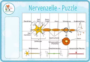 Vorschau - Spiele - Nervensystem - 7x digitale Spiele und Aktivitäten für Computer & iPad - Seite 2