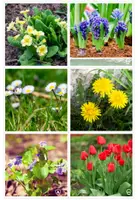Vorschau - Merkblätter - Frühblüher: Bestimmungshilfen mit Fotos und Steckbrief - Seite 3