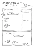 Vorschau - Arbeitsblätter - Bricoliene - Biologie Collection - Seite 2