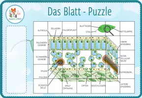 Vorschau - Spiele - Struktur und Aufbau des Blattes – digitales Puzzle für Computer & iPad - Seite 1