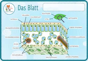 Vorschau - Spiele - Aufbau des Blattes – Digitale Beschriftungsübung für Computer & iPad - Seite 1