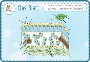 Vorschau - Spiele - Aufbau des Blattes – Digitale Beschriftungsübung für Computer & iPad - Seite 2