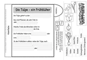 Vorschau - Unterrichtsreihen - Mini-Tulpenbuch zum Selbstgestalten - Die Tulpe - Frühblüher Klasse 2 - Seite 3