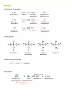 Vorschau - Stundenentwürfe - Phosphate im Knochen - Protolyse & Salzbildung der Phosphorsäure - Seite 2