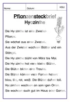 Vorschau - Arbeitsblätter - Pflanzensteckbrief Hyazinthe - einfache Sprache - Seite 1