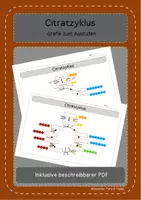 Vorschau - Arbeitsblätter - Citratzyklus - Deckblatt
