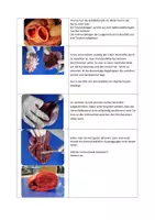 Vorschau - Experimente - Materialpaket Herz und Blut - Deckblatt