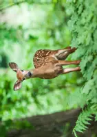 Vorschau - Bildkarten - Wald: Tiere des Waldes - Seite 3