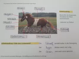 Vorschau - Arbeitsblätter - Arbeitsblatt und Tafelbild "Mit welchen Körperteilen kommuniziert mein Pferd" - Seite 2