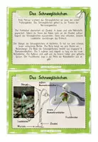 Vorschau - Anderer Materialtyp - Lesekartei Frühblüher - Seite 3