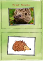 Vorschau - Merkblätter - Der Igel - Wissensbox - Seite 1