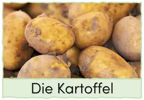 Vorschau - Bildkarten - Die Kartoffel: Bild- und Wortkarten - Seite 1