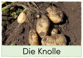 Vorschau - Bildkarten - Die Kartoffel: Bild- und Wortkarten - Seite 3