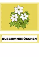 Vorschau - Präsentationen/Tafelbilder - Frühblüher Grundschule | Tafelmaterial Sachunterricht Klasse 1-2 - Seite 1