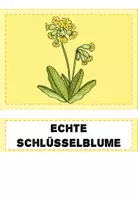 Vorschau - Präsentationen/Tafelbilder - Frühblüher Grundschule | Tafelmaterial Sachunterricht Klasse 1-2 - Seite 2