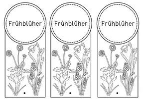 Vorschau - Arbeitsblätter - Frühblüher - Steckbriefe und Lernfächer als praktische Kopiervorlage - Seite 1
