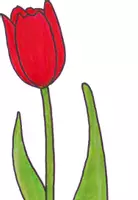 Vorschau - Poster - Frühblüher: Aufbau der Tulpe (Kl. 1) - Seite 3