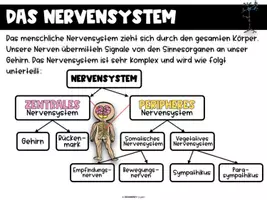 Vorschau - Arbeitsblätter - Das Nervensystem - komplette Einheit - Seite 2