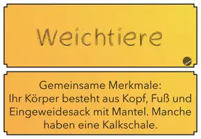 Vorschau - Poster - Übersicht Wirbelloser Tiere - 44 Wandkarten - Seite 3