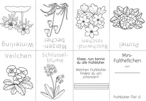 Vorschau - Arbeitsblätter - Frühblüher Mini-Faltheft | Sachunterricht Klasse 1–2 – Freebie - Seite 3