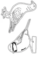Vorschau - Mal- und Bastelvorlagen - Vögel - Fensterbilder mit der Öltechnik - Seite 3