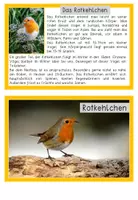Vorschau - Merkblätter - Wissenskartei - Vögel - zweifach differenzierte Lesekartei - Seite 1