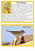 Vorschau - Merkblätter - Wissenskartei - Vögel - zweifach differenzierte Lesekartei - Seite 2