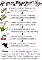 Vorschau - Arbeitsblätter - Entwicklung Blüte Frucht_RS 6.Klasse_Arbeitsblatt_Fließdiagramm - Seite 1