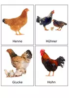 Vorschau - Bildkarten - Das Huhn: Foto-Bildkarten - Seite 3