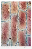 Vorschau - Arbeitsblätter - Präparieren, mikroskopieren und zeichnen derZwiebelschuppen-Epidermis - Seite 2