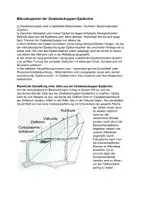 Vorschau - Arbeitsblätter - Präparieren, mikroskopieren und zeichnen derZwiebelschuppen-Epidermis - Seite 3