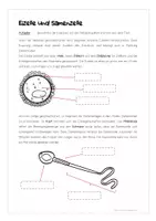 Vorschau - Arbeitsblätter - Sexualkunde Arbeitsblätter inkl. interaktive PDF - Seite 3