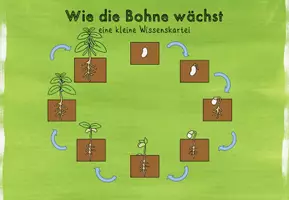 Vorschau - Interaktives Material - Das Wachstum der Bohne - eine digitale Wissenskartei #edukilights22 - Seite 3