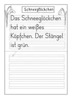 Vorschau - Arbeitsblätter - Abschreibheft- Frühblüher- Klasse 1 - Seite 3