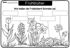 Vorschau - Arbeitsblätter - Frühblüher - Arbeitsblätter und Lösungen - Seite 2