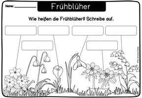 Vorschau - Arbeitsblätter - Frühblüher - Arbeitsblätter und Lösungen - Seite 3
