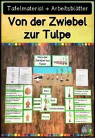 Vorschau - Arbeitsblätter - Von der Zwiebel zur Tulpe (Tafelmaterial und Arbeitsblätter) - Deckblatt
