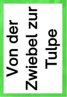 Vorschau - Arbeitsblätter - Von der Zwiebel zur Tulpe (Tafelmaterial und Arbeitsblätter) - Seite 1