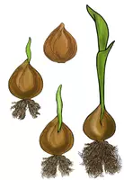 Vorschau - Arbeitsblätter - Von der Zwiebel zur Tulpe (Tafelmaterial und Arbeitsblätter) - Seite 3