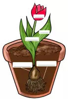 Vorschau - Arbeitsblätter - Frühblüher von der Zwiebel (Knolle) zur Tulpe - Flipbook - Seite 1