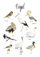 Vorschau - Poster - Vögel Herunterladbare Drucke WaterColor Montessori Bildungsplakate Kinder Jungen Mädchen Kinderzimmer Lernen Malen Illustration Schwan Storch - Seite 1
