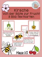 Vorschau - Präsentationen/Tafelbilder - Die Kirsche von der Blüte zur Frucht - Bild-Textkarten - Deckblatt