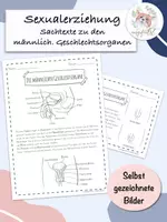 Vorschau - Arbeitsblätter - Sachtext zu männlichen Geschlechtsorganen Sexualerziehung Grundschule - Deckblatt