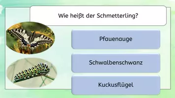 Vorschau - Bildkarten - Schmetterlingsarten qiuz - Seite 2
