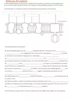 Vorschau - Arbeitsblätter - Biochemie der Zellatmung (Oberstufe) - Seite 2